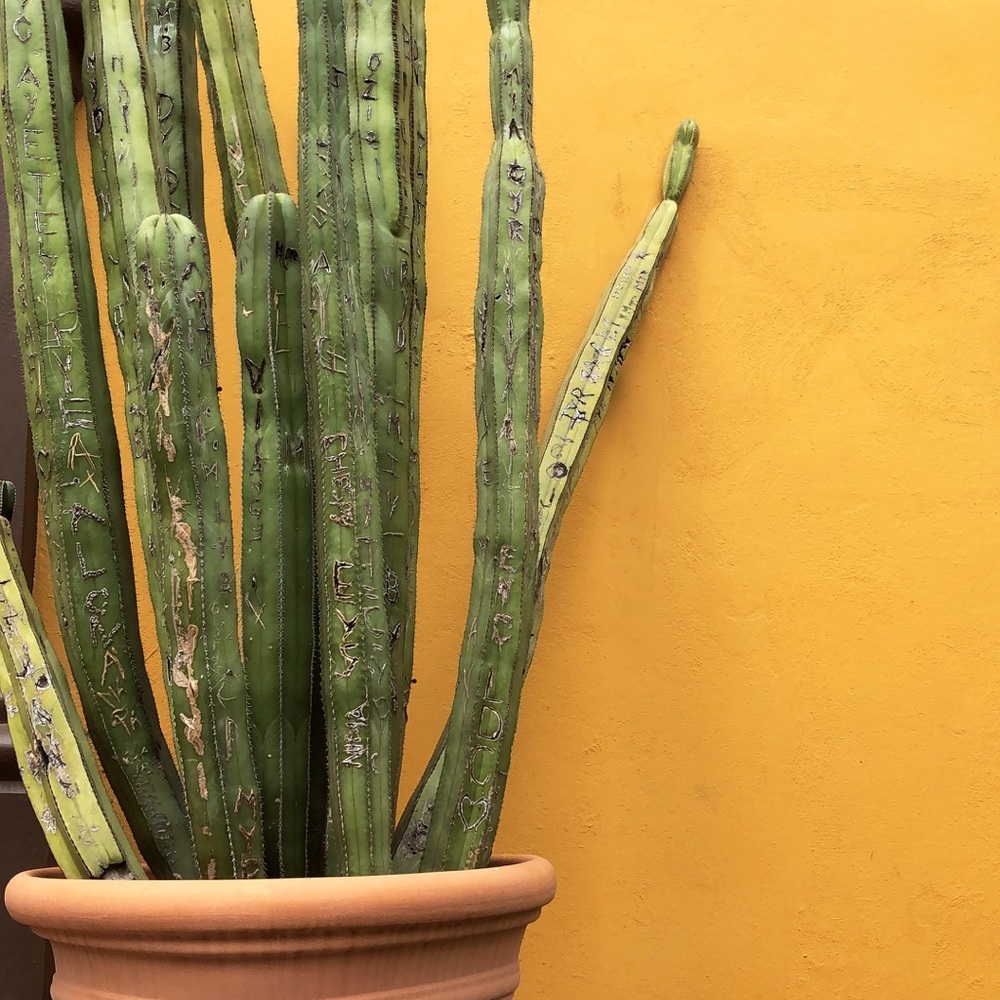 Meet your Posher, Ana